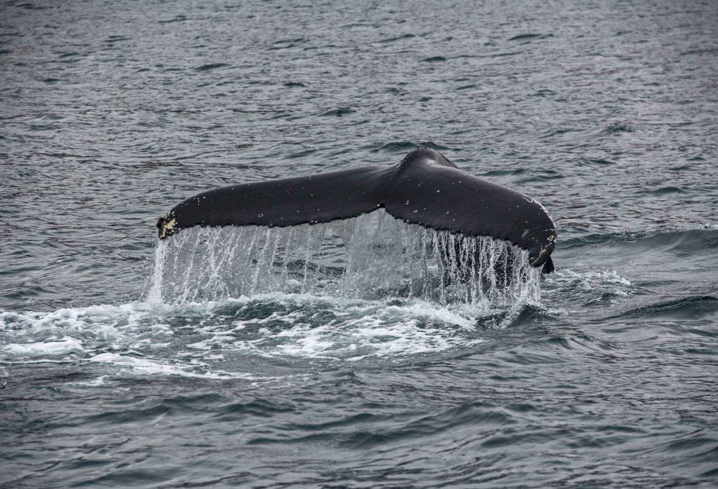 iceland-north-whale-tail