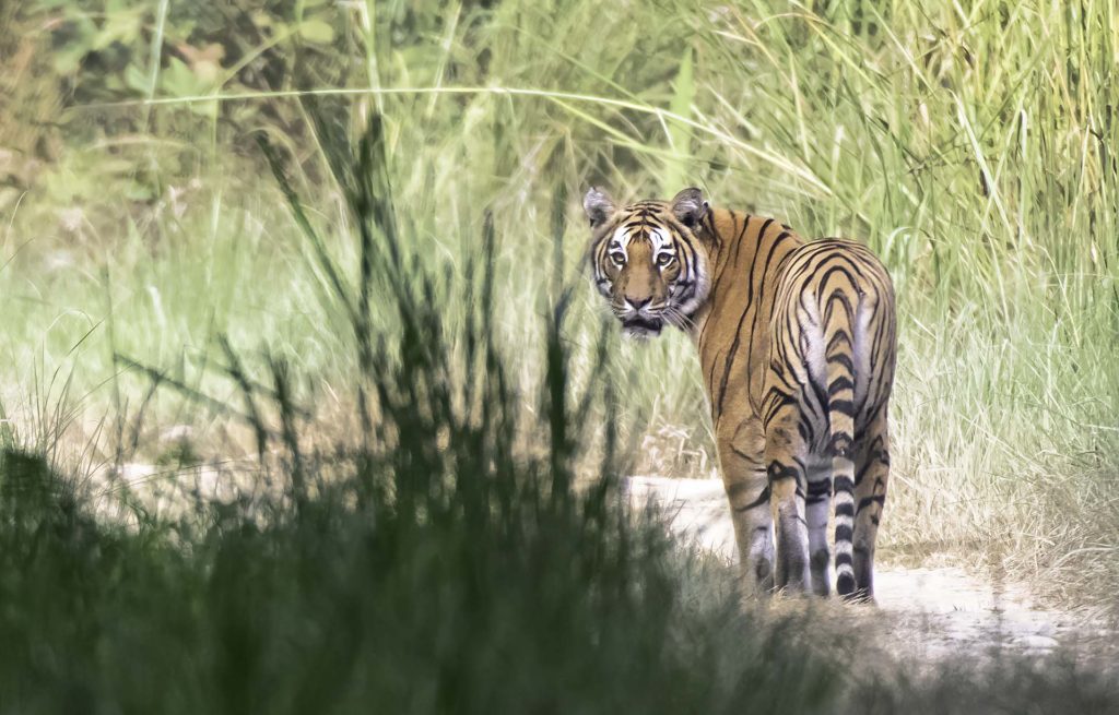 bardia-tiger-close-up