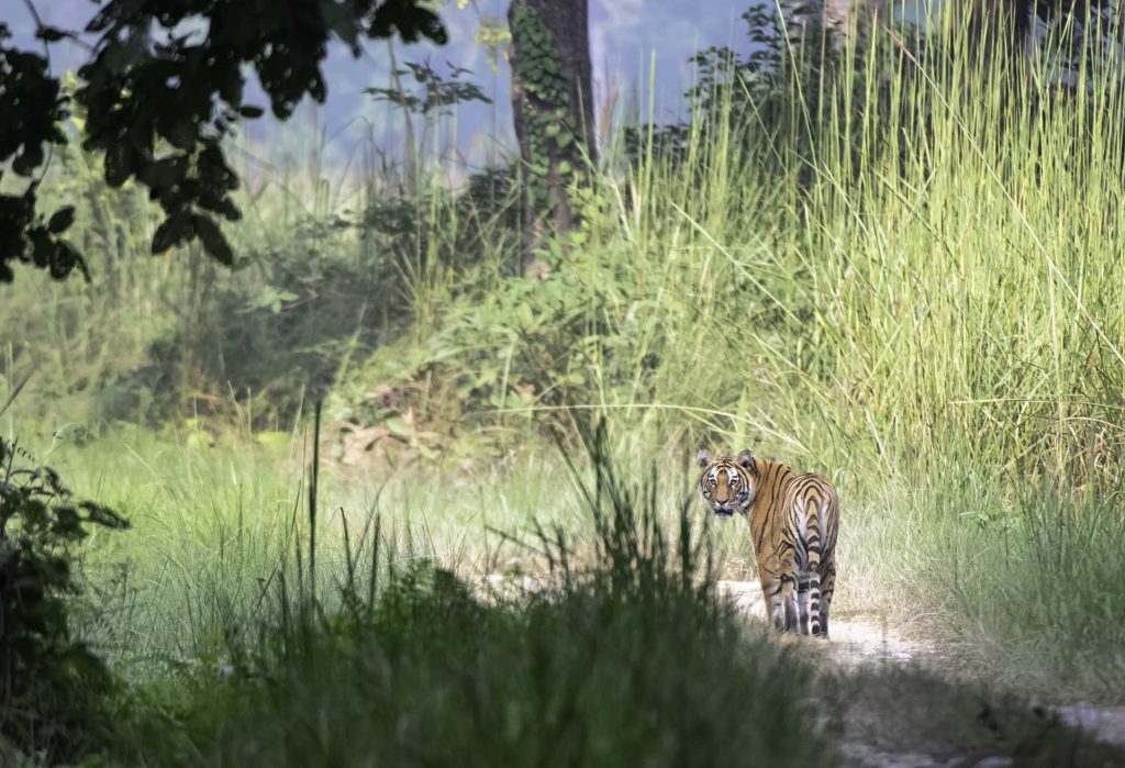 nepal bardia tiger