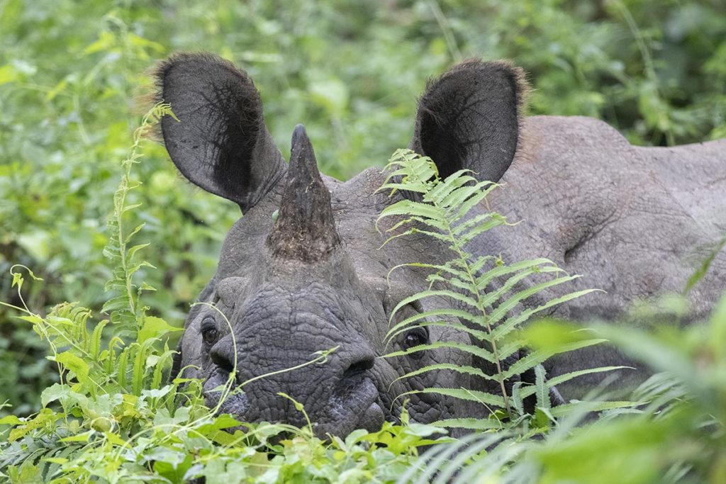 nepal-chitwan-rhino-peeks