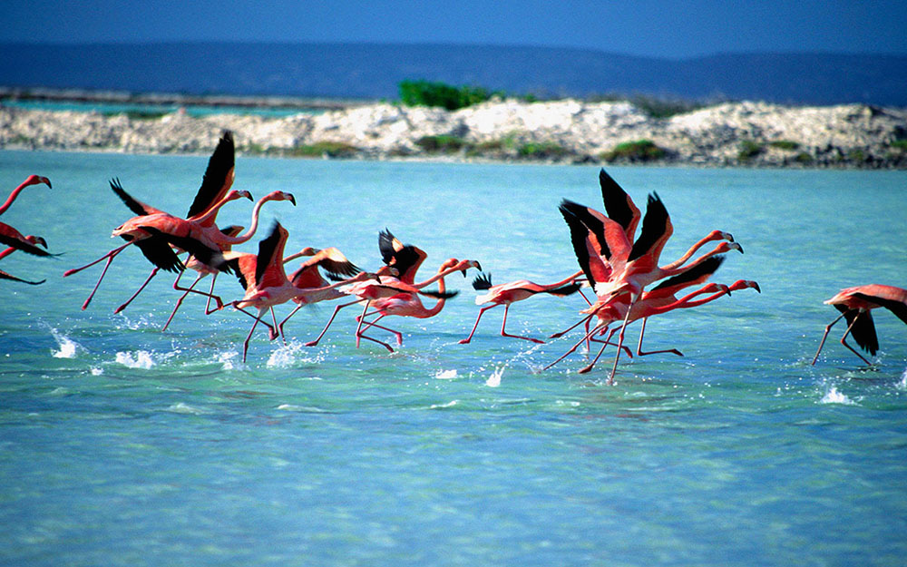 Bonaire-flamingos-tourismcooperationbonaire