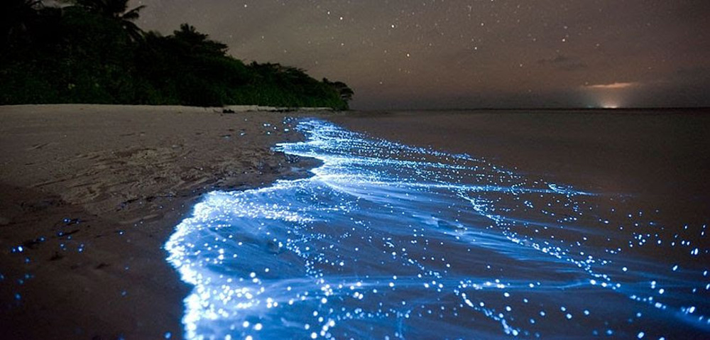 Bonairepostracods-natuurlijke lichtshow