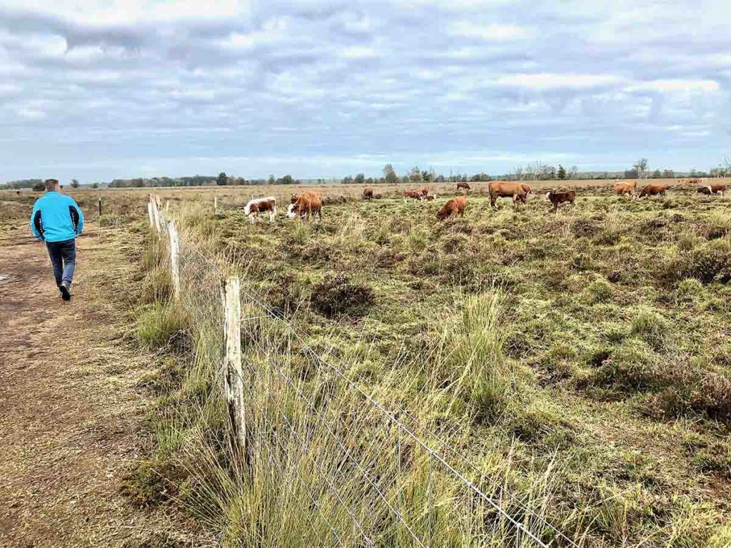 bargerveen-natuurpark moor-meerstalblok-koeien-drenthe jpg