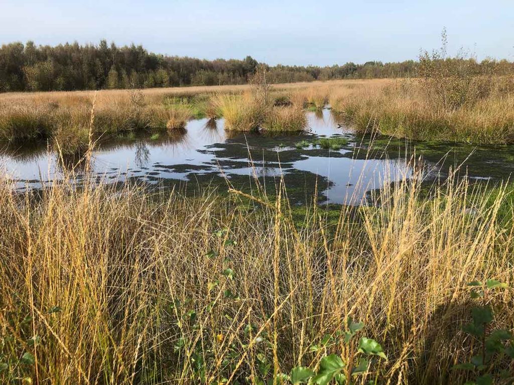 bargerveen-natuurpark moor-meerstalblok-moeras-drenthe
