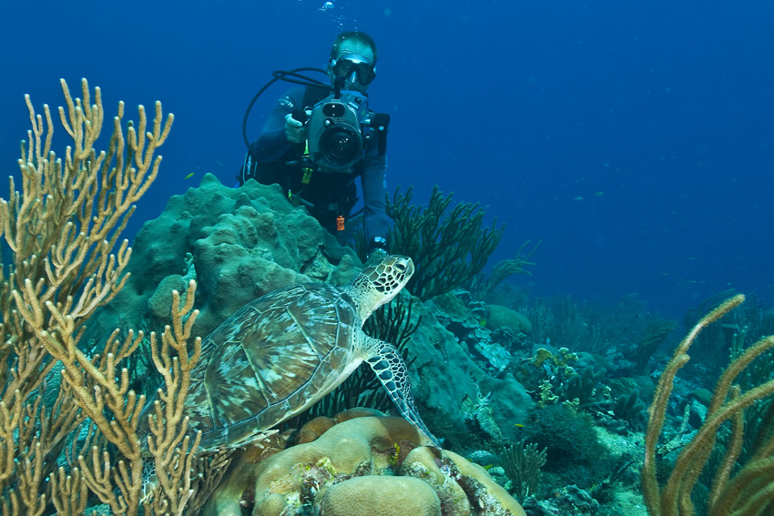 bonaire-diving-sea turtle-dos-winkel