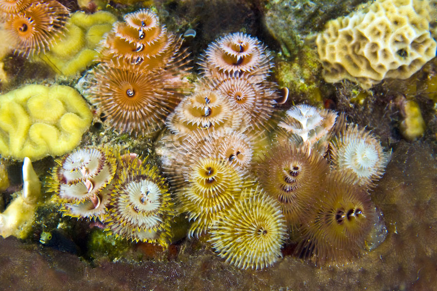 bonaire-christmas-treeworms-dos-winkel