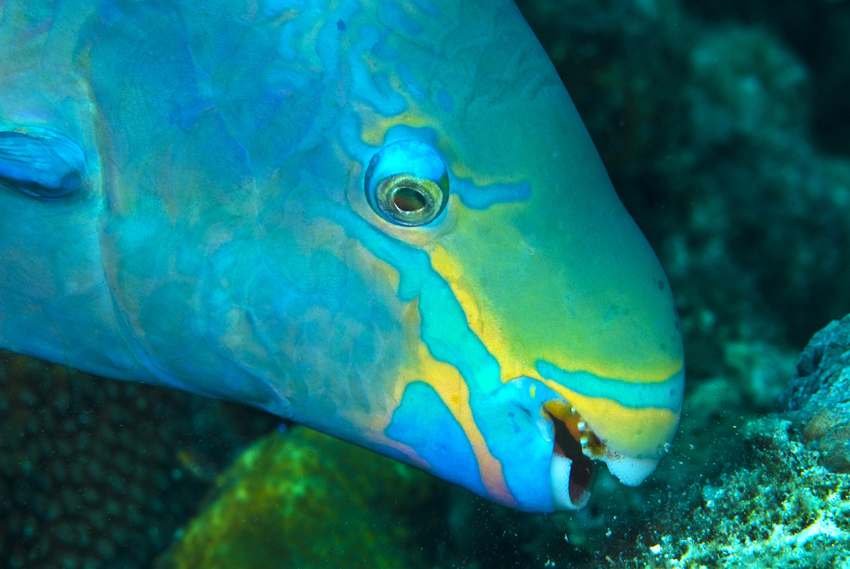 bonaire-queen-parrotfish-dos-winkel