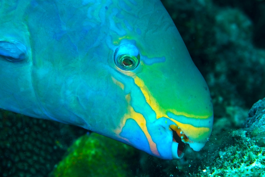 bonaire-koningin-papegaaivis-dos-winkel