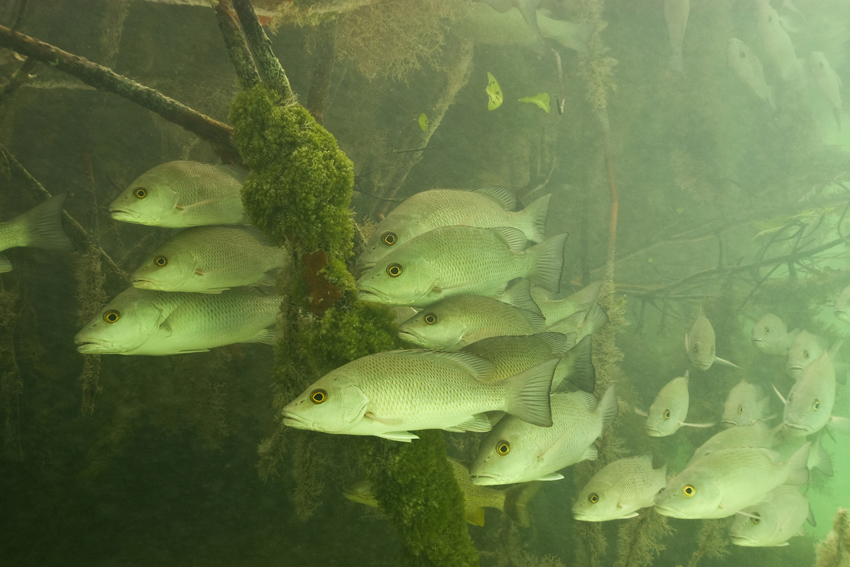 bonaire-mangrove-fish-dos winkel