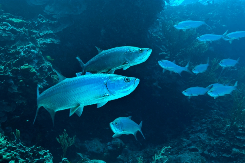 bonaire-harpoonfish-dos winkel