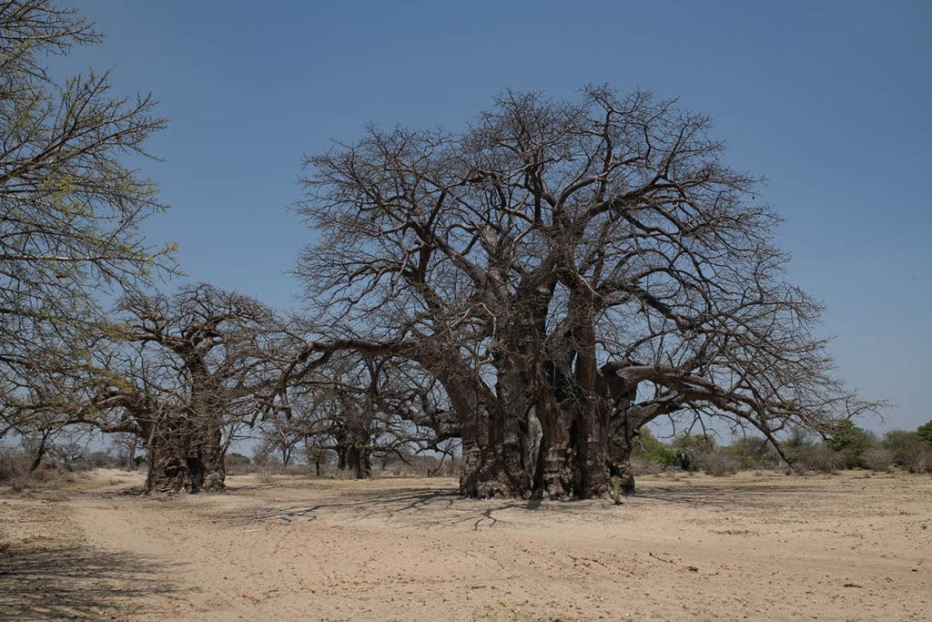baobab south angola henk bothof