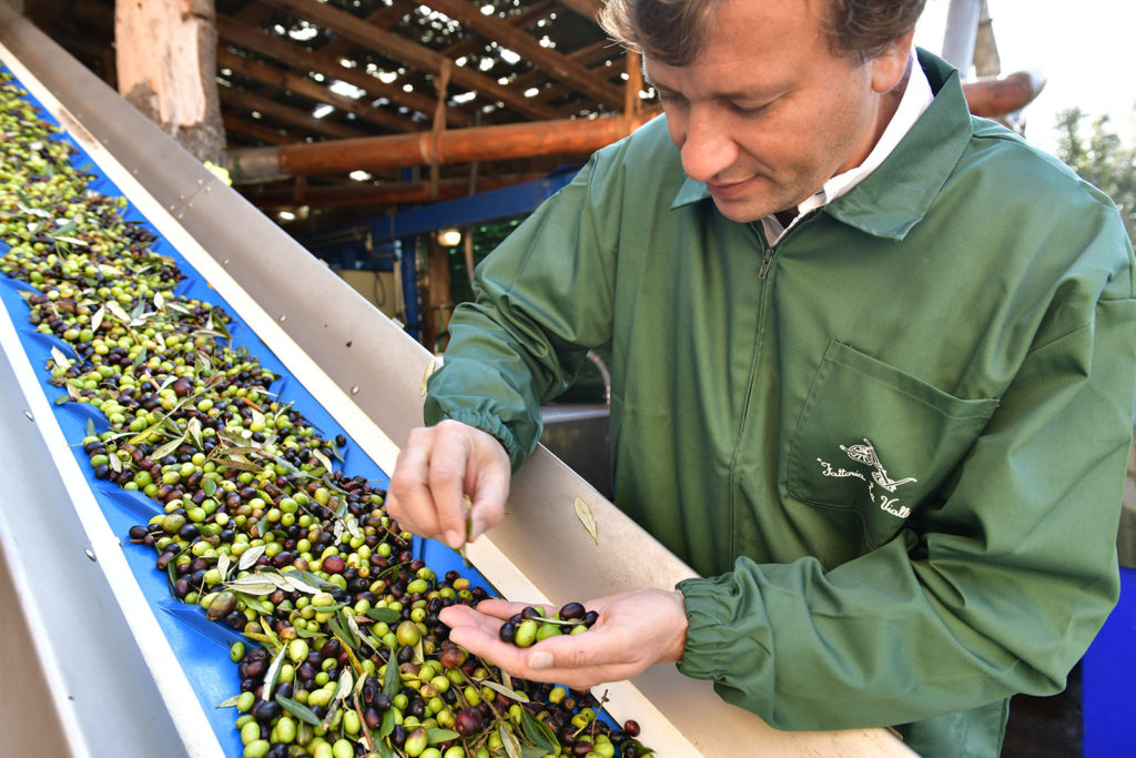 Antonio-la-vialla olive pick