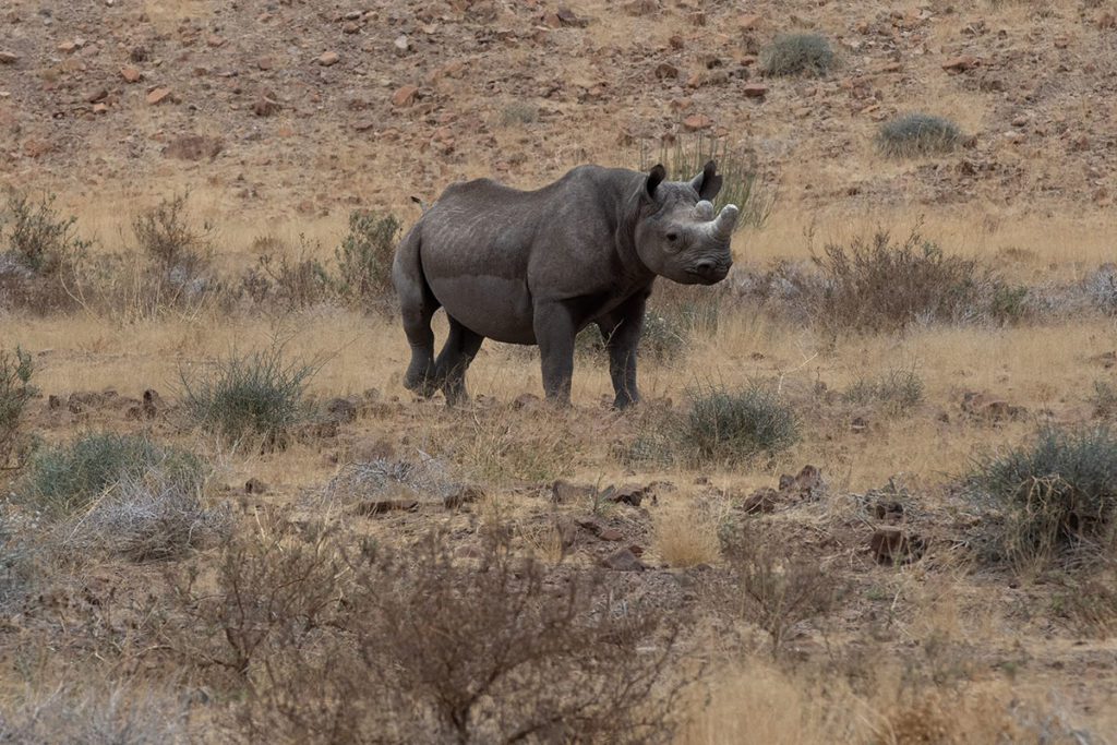 rhino-male-damaraland-henk-bothof
