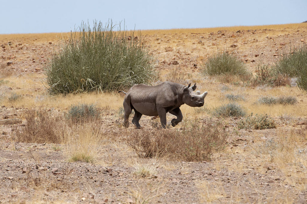 female-rhino-damaraland-henk-bothof