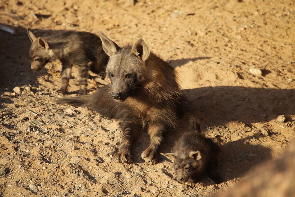 brown-hyena-with cubs-emsie-verweij-web1