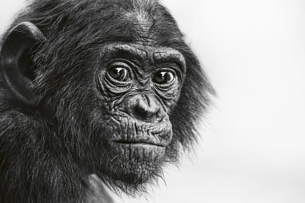 bonobo-face-to-face-teneues