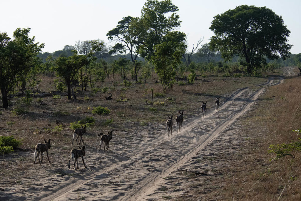 African- wild dogs-op pad-Hwange-Zimbabwe-Henk-Bothof