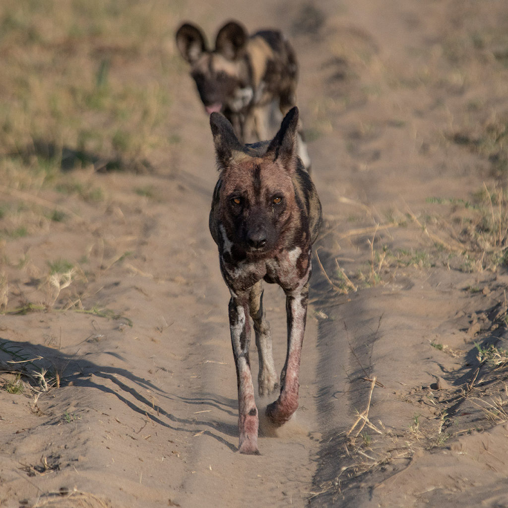 African-wild dogs-op weg-Hwange-Zimbabwe-Henk-Bothof