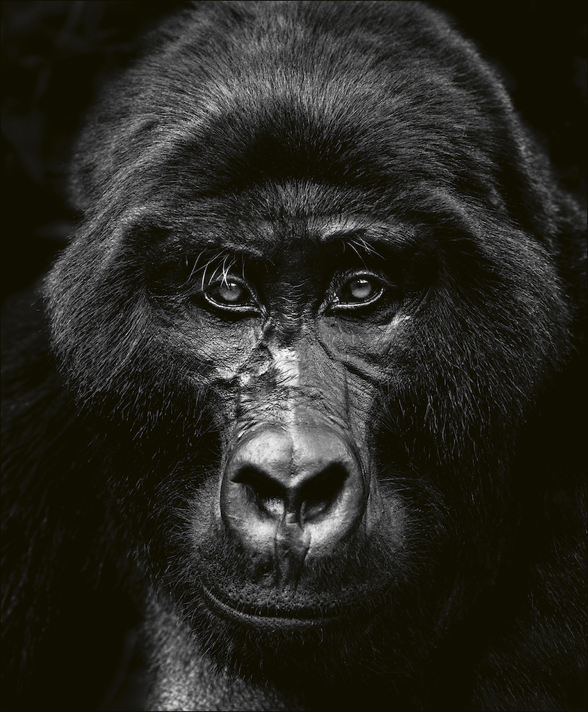 gorilla-beusker-teneues