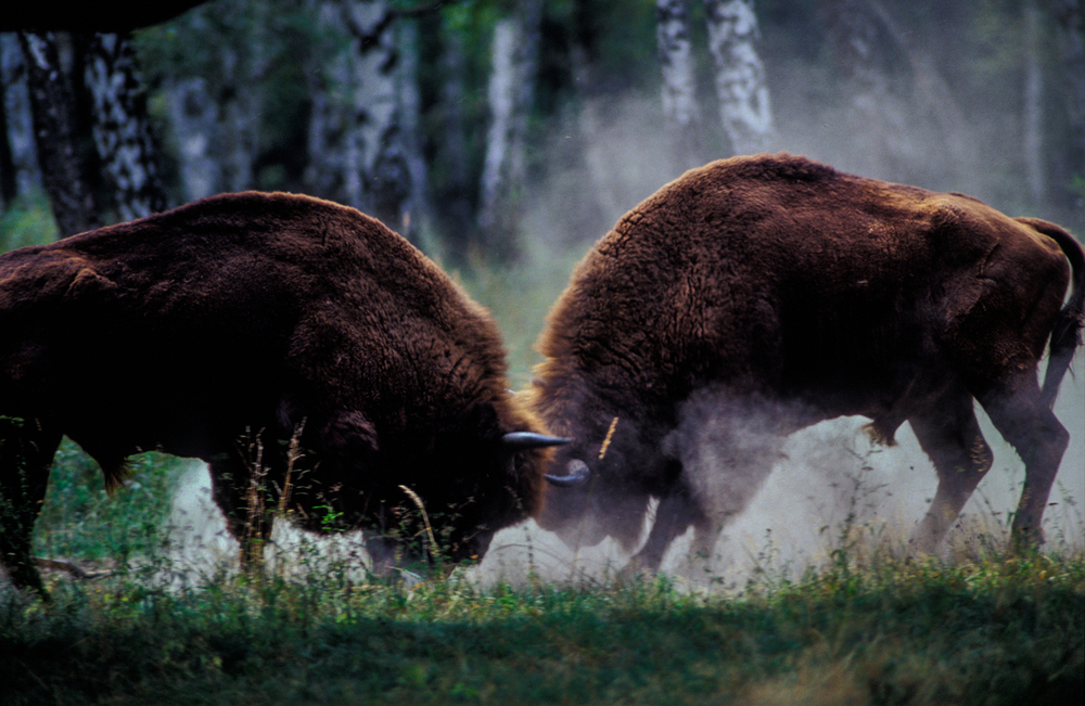 vechtende-bizons-thomas-hulik-wwf-karpaten