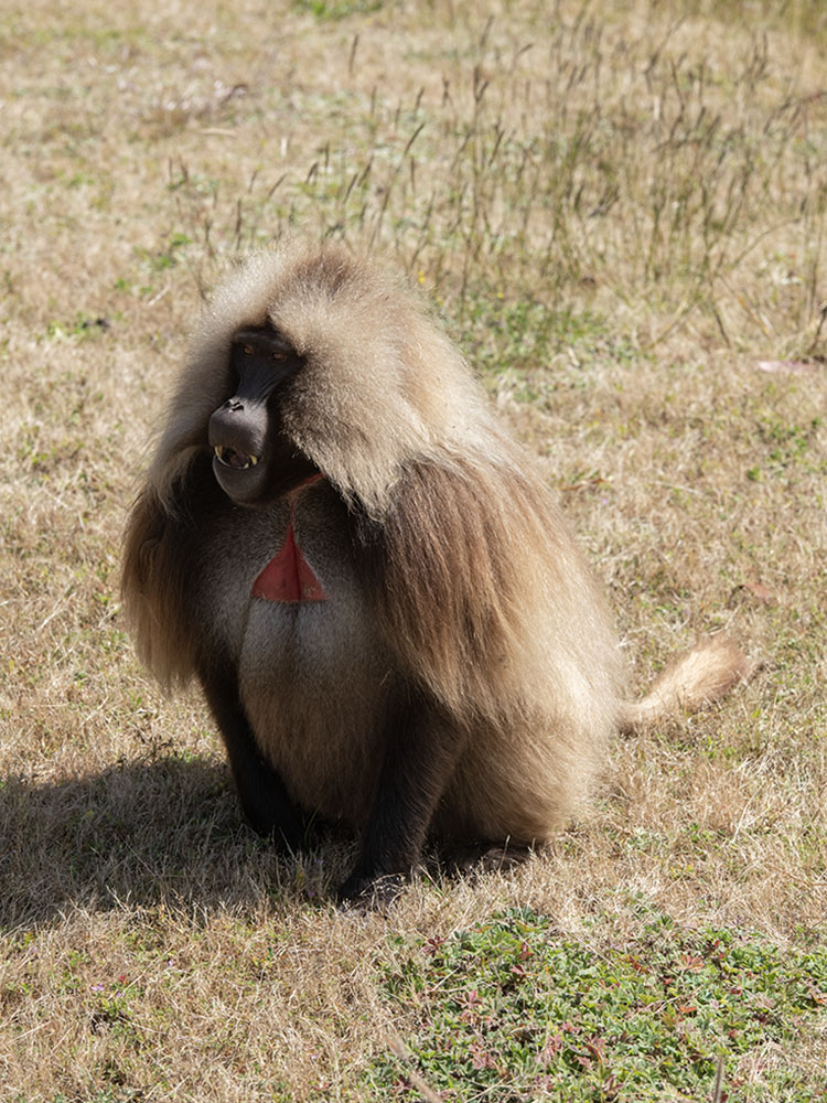 bleeding-heart-baboon-simien-mountain-henk-bothof