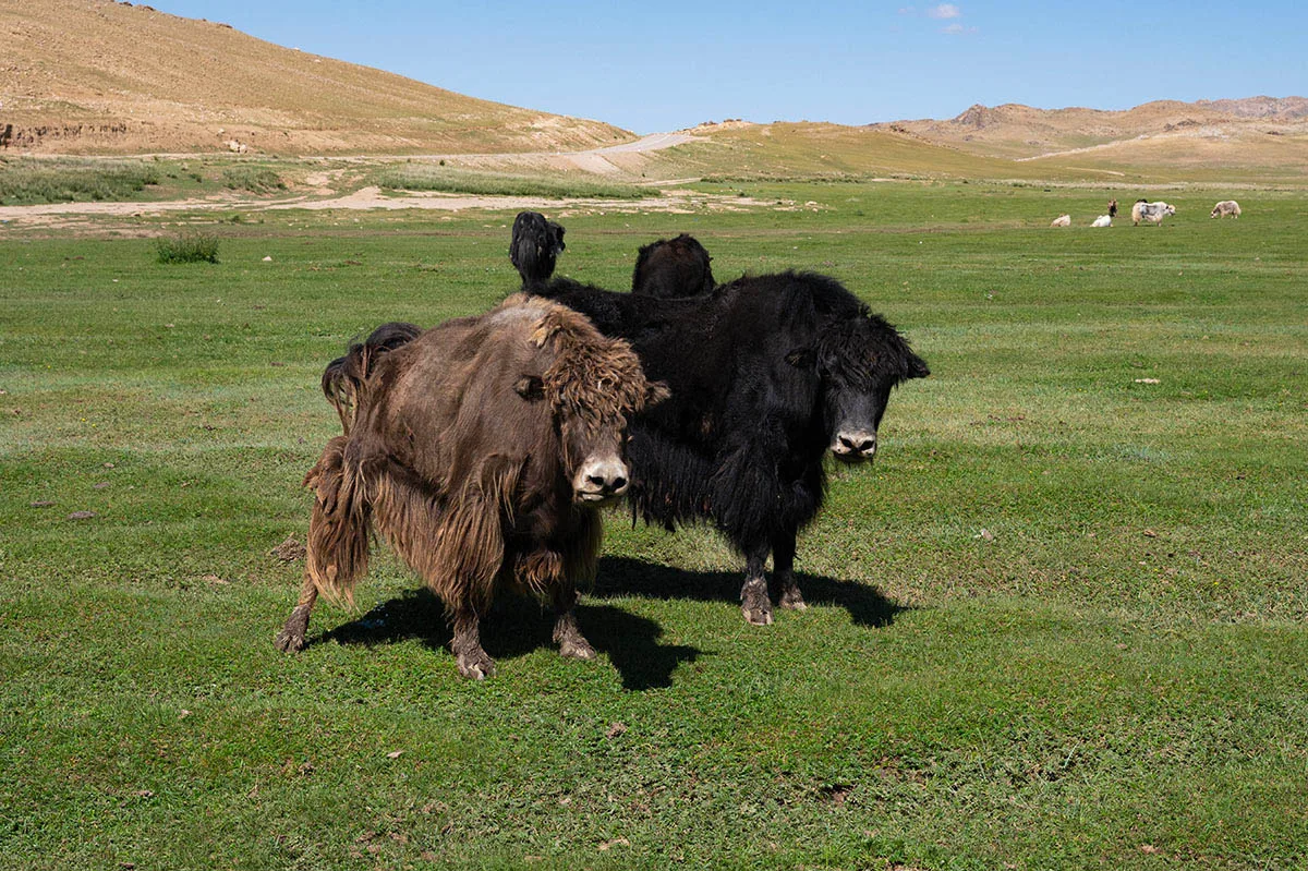 nieuwsgierige-jaks-mongolie-henk-bothof