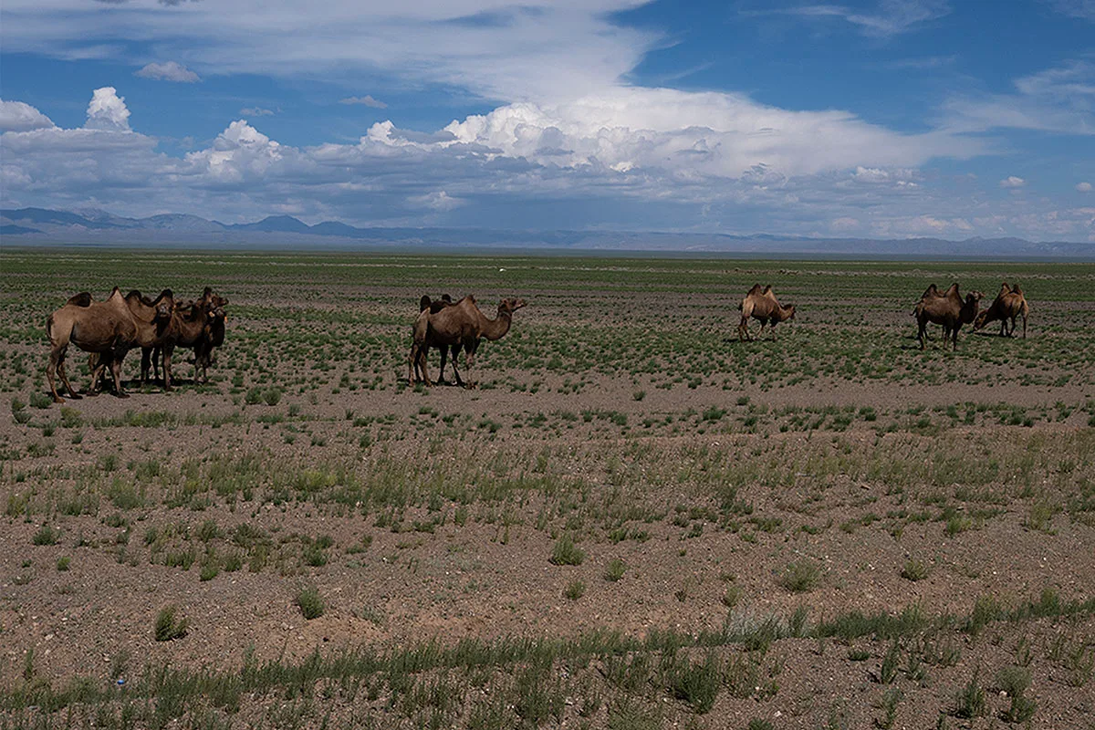 kamelen-mongolie-henk-bothof