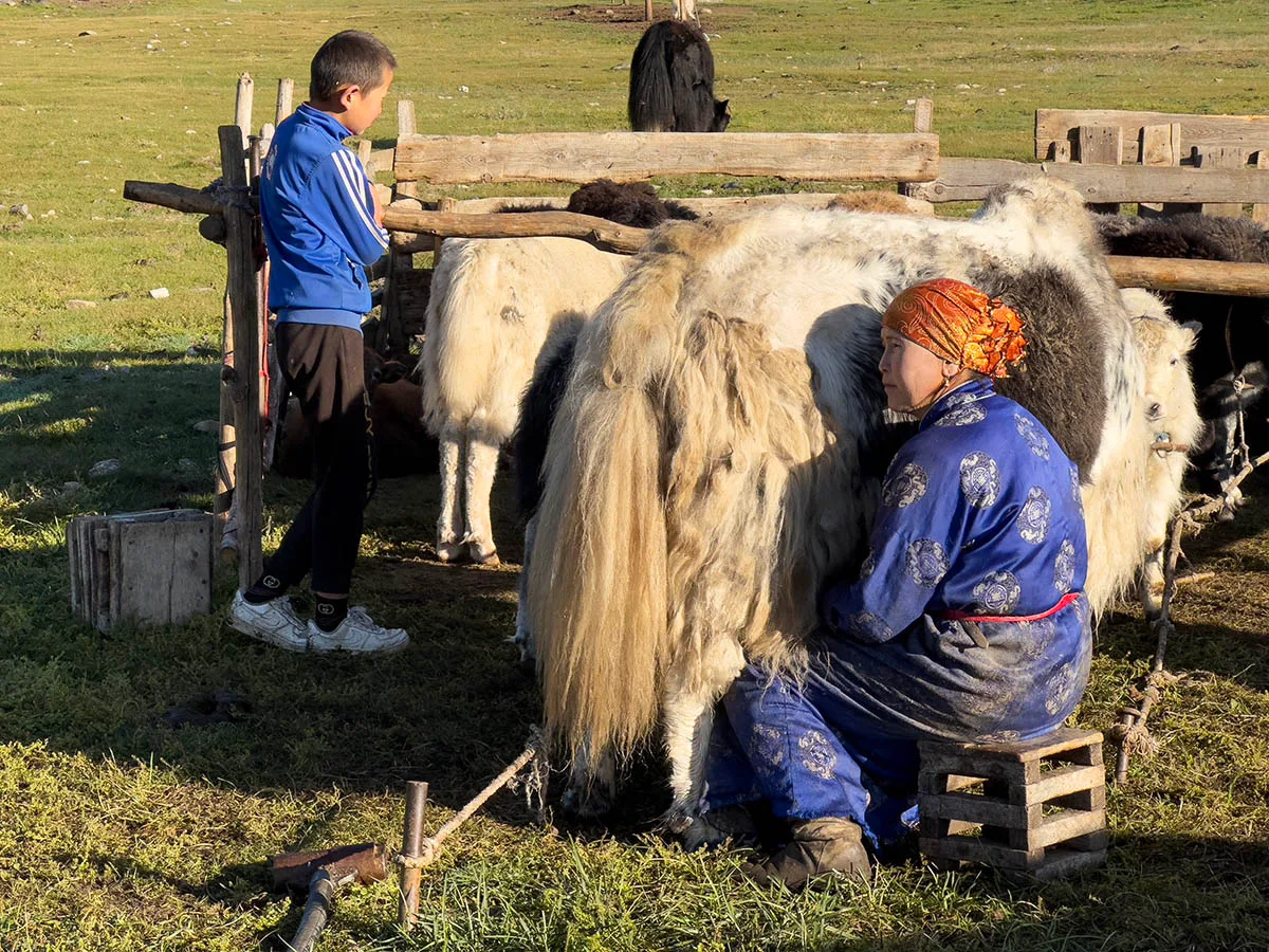 mellen-jaks-mongolie-bothof