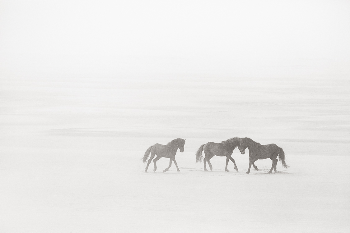 paarden-in-de-mist-sable-island-drew-doggett