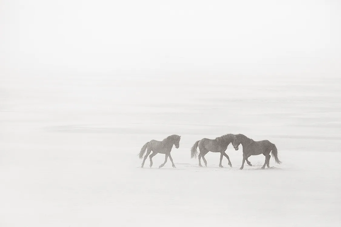 Sable-Island-Wild-Horses-Drew-Doggett-Meeting-in-the-Mist-1125px paarden-in-de-mist-sable-island-drew-doggett