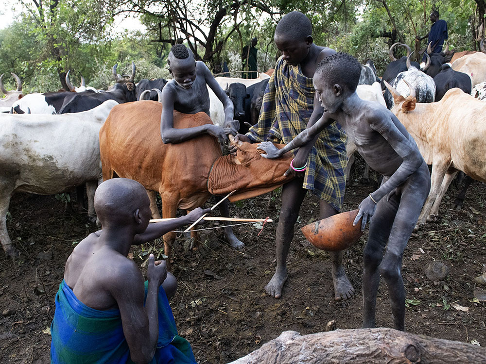 Suri-bloed drinken-pijl-en-boog-koe-tribes-ethiopia-henk-bothof