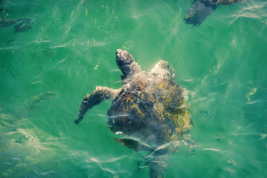 schildpad-loreto-daniel-silva-promperu