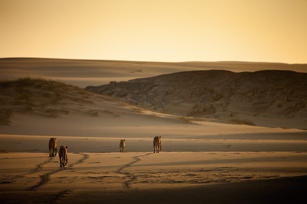 vier-musketeers-skeleton-coast