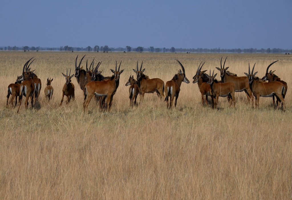 roan-antilopen-busanga-henk-bothof