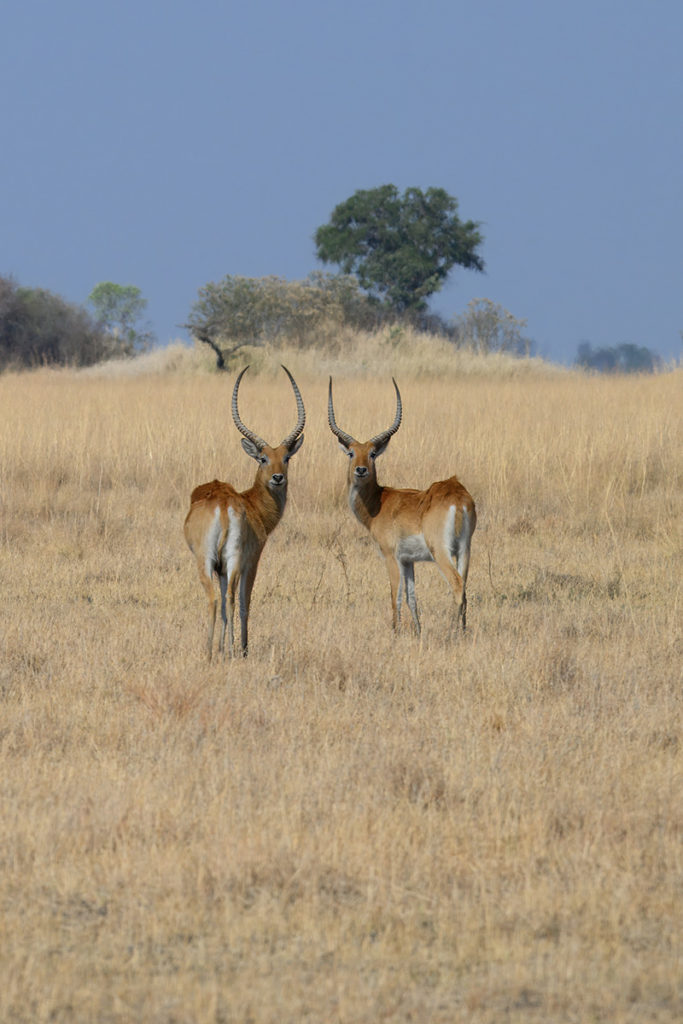 lechwes-koppeltje-busanga-kafue-zambia-henk-bothof