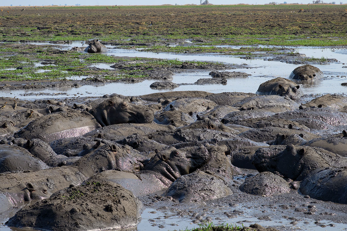 nijlpaarden-in-de-modder-busanga-kafue-henk-bothof