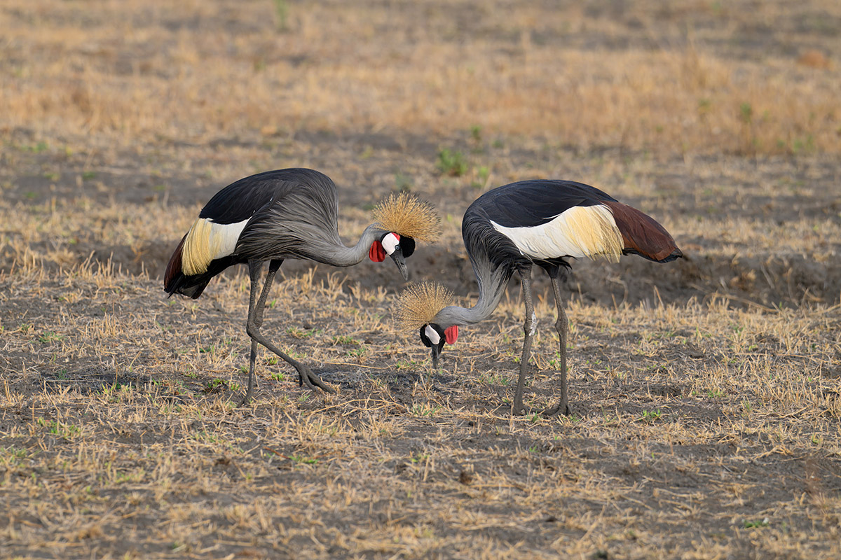 paartje-kroonkraanvogels-kafue-zambia-henk-bothof