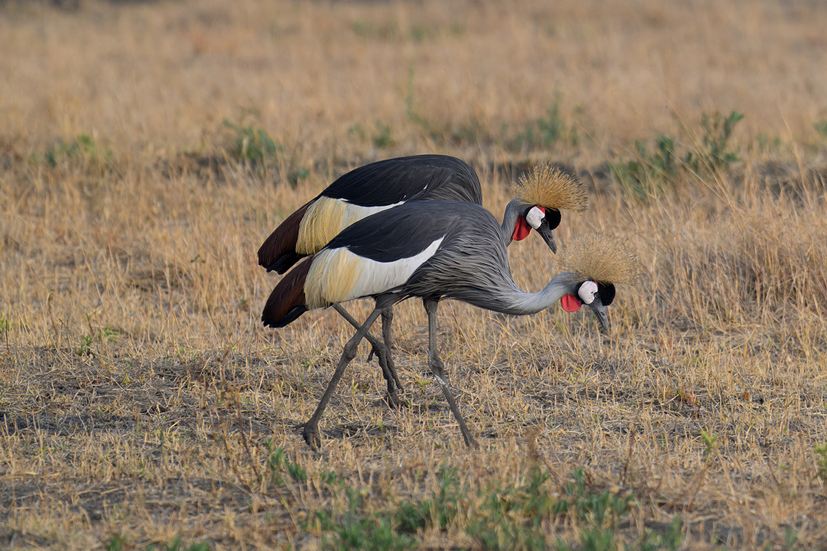 zij-aan-zij-kroonkraanvogels-kafue-zambia-henk-bothof