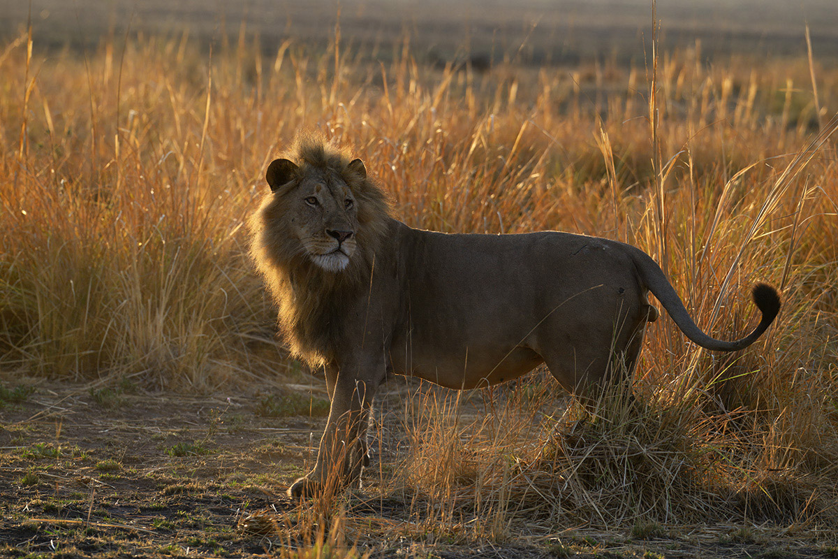 Alex-busanga-kafue-zambia-henk-bothof