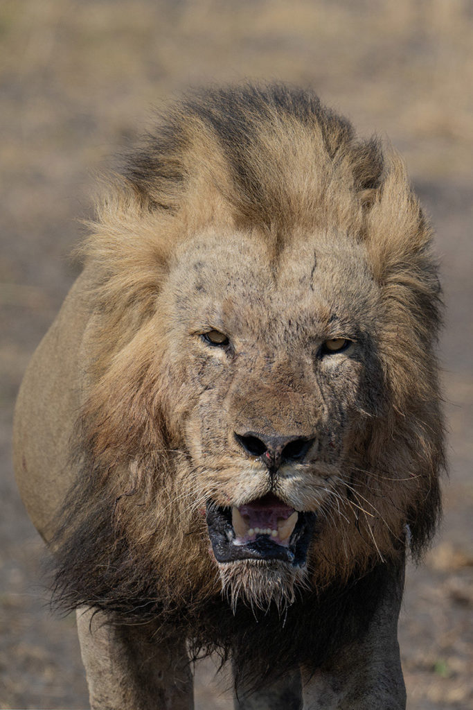 leeuw-mohawk-zambia