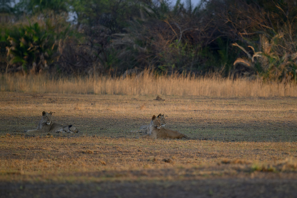 leeuwen-safari-walk-uitkijk-busanga-henk-bothof