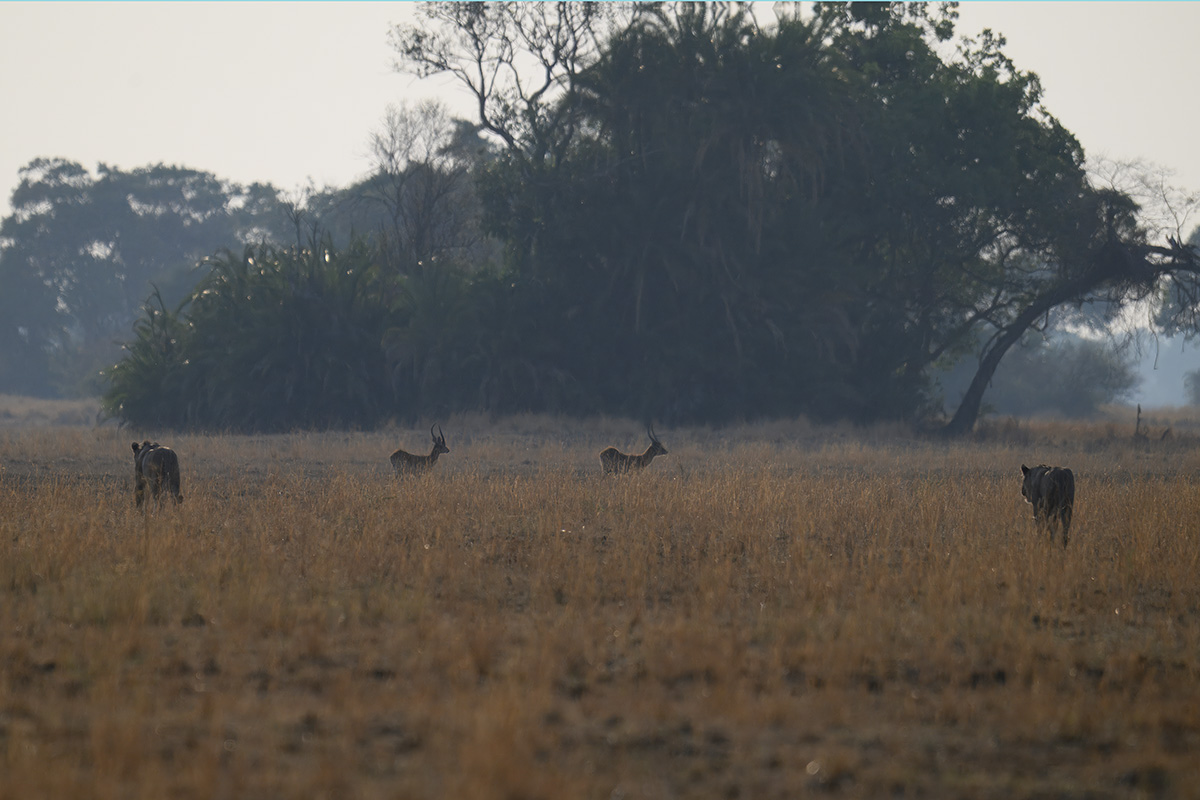 leeuwen-wandelsafari-busanga-kafue-henk-bothof