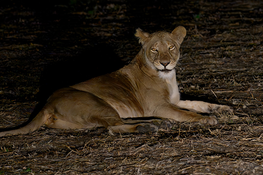 leeuwin-avond-game-drive-shumba-bbc-henk-bothof