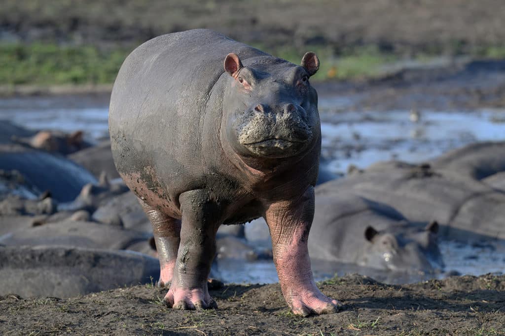 nijlpaard-close-up-busanga-kafue-zambia-H-Bothof