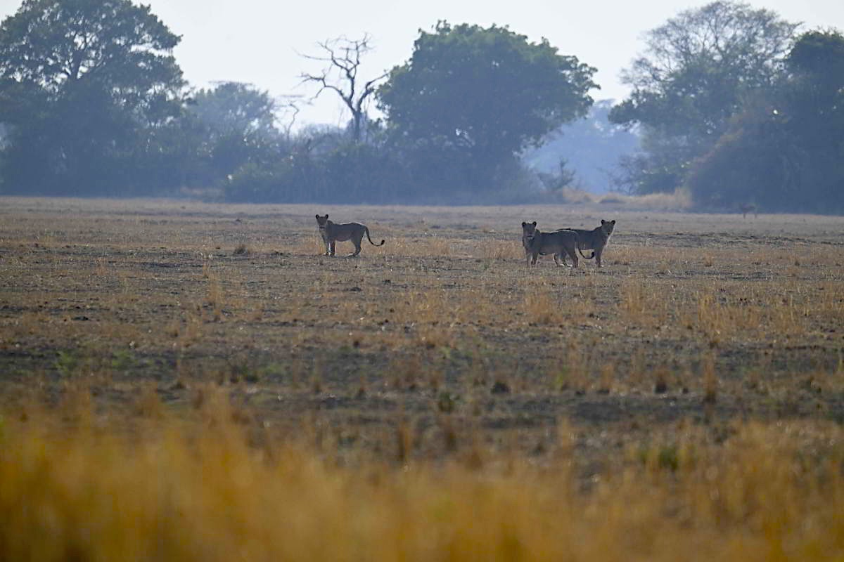 leeuwinnen-wandelsafari-busanga-kafue-henk-bothof