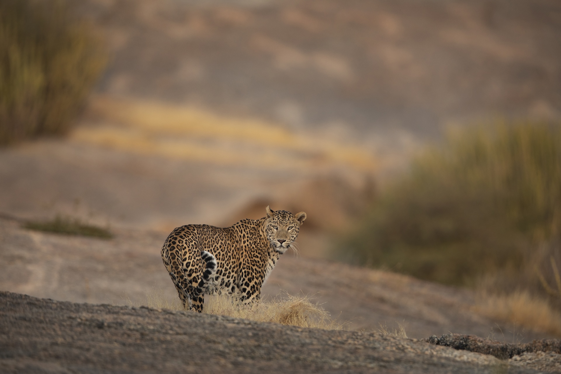 luipaard-bera-shatrunjay-singh-india