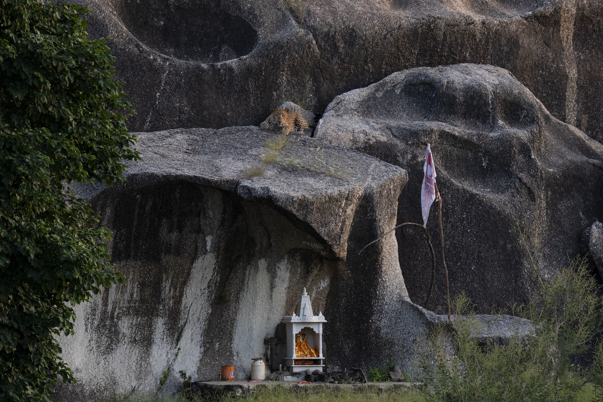 heilig-luipaard-Shatrunjay-Singh