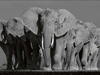 olifanten-beusker-teneues