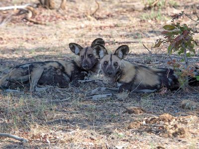 Davidson WD in de camera AHB