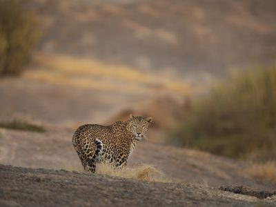 luipaard-bera-shatrunjay-singh-india